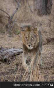 Lion male, Panthera Leo, Kruger National Park, South Africa