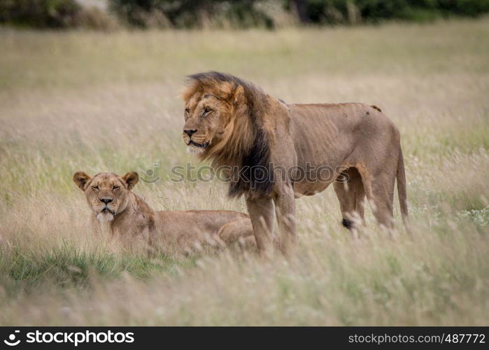 Lion mating couple in the high grass in the Central Kalahari, Botswana.