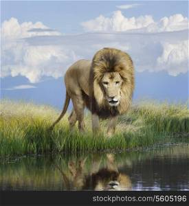 Lion Near The Pond With Reflection