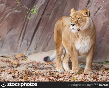 Lion on alert (Panthera Leo), selective focus