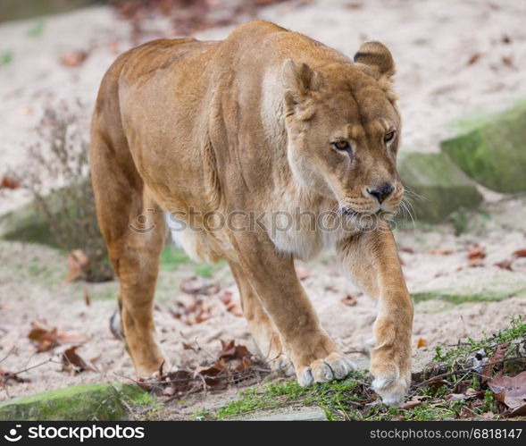 Lion on alert (Panthera Leo), selective focus