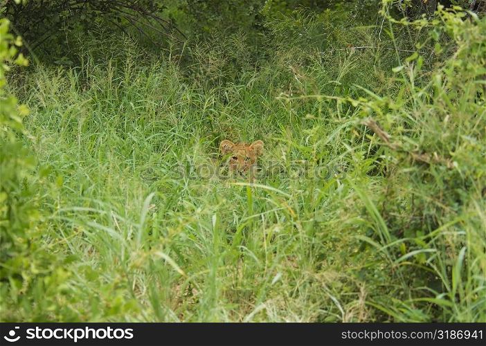 Lion (Panthera leo) cub in a forest, Motswari Game Reserve, Timbavati Private Game Reserve, Kruger National Park, Limpopo, South Africa