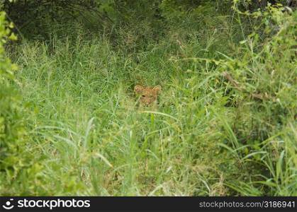 Lion (Panthera leo) cub in a forest, Motswari Game Reserve, Timbavati Private Game Reserve, Kruger National Park, Limpopo, South Africa