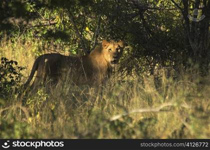 Lion (Panthera leo) in a forest, Makalali Private Game Reserve, Kruger National Park, Limpopo, South Africa