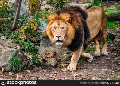 Lion Panthera Leo in jungle forest. Lion in jungle forest in nature