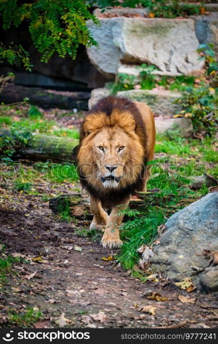 Lion Panthera Leo in jungle forest. Lion in jungle forest in nature