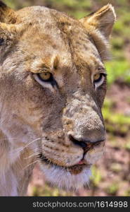 Lion, Panthera Leo, Rhino and Lion Nature Reserve, South Afica, Africa