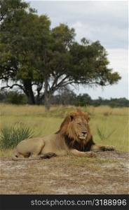 Lion (Panthera leo) sitting in a forest, Okavango Delta, Botswana