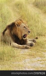 Lion (Panthera leo) sitting in a path and yawning, Okavango Delta, Botswana