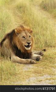 Lion (Panthera leo) sitting in a path, Okavango Delta, Botswana