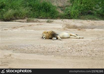 Lion (Panthera leo) sleeping in a forest, Motswari Game Reserve, Timbavati Private Game Reserve, Kruger National Park, Limpopo, South Africa