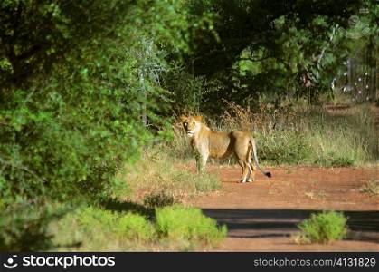 Lion (Panthera leo) standing at the roadside in a forest, Makalali Game Reserve, South Africa