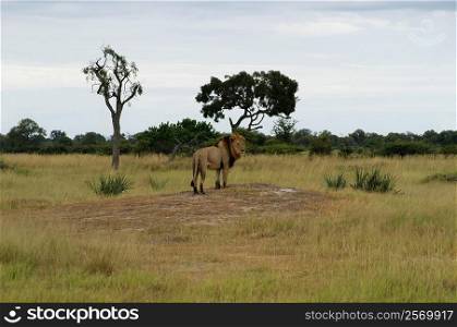 Lion (Panthera leo) standing in a forest, Okavango Delta, Botswana