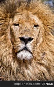 Lion, Panthera Leo, Wildlife Reserve, South Afica, Africa