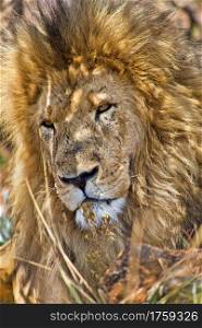 Lion, Panthera Leo, Wildlife Reserve, South Afirca, Africa