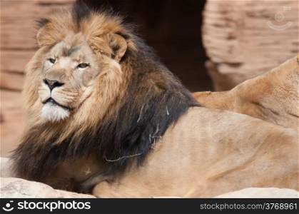 Lion, portrait of the king of beasts