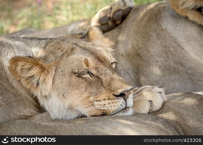 Lion resting on another Lion in the Kalagadi Transfrontier Park, South Africa.