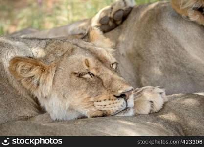 Lion resting on another Lion in the Kalagadi Transfrontier Park, South Africa.