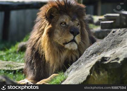 Lion resting on the grass . Lion resting on the grass in the zoo d&rsquo;amnAville in France