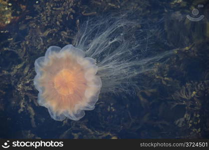 Lion&rsquo;s mane jellyfish, Cyanea capillata, swimming in water close to the surface