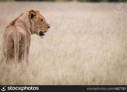 Lion standing in the high grass from behind in the Central Kalahari, Botswana.