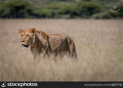 Lion standing in the high grass in the Central Kalahari, Botswana.