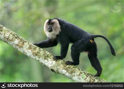 Lion Tail Macaque, Macaca silenus, Endangered withPopulation decreasing, Western Ghats, India