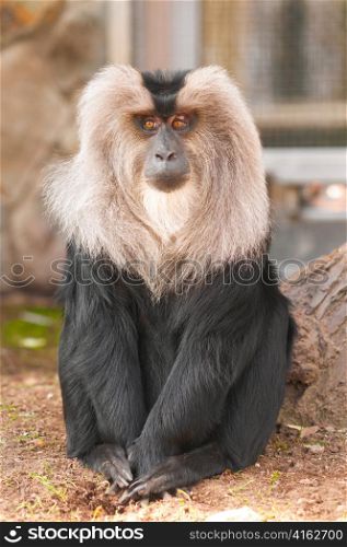 lion-tailed macaque is sitting and looking at camera
