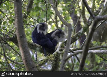 Lion tailed macaques curious