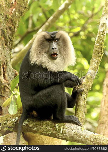 Lion tailed maqaque, Macaca silenus at Valparai in Tamilnadu, India. Lion tailed maqaque, Macaca silenus, Valparai, Tamilnadu, India