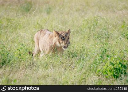 Lion walking in high grass in the Chobe National Park, Botswana.