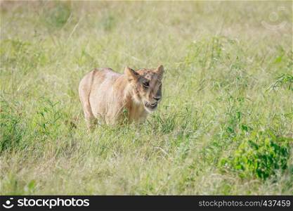 Lion walking in high grass in the Chobe National Park, Botswana.