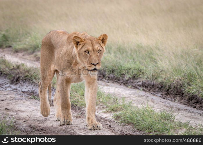 Lion walking in the sand in the Central Kalahari, Botswana.