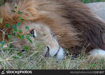 Lion wildlife in Kenya