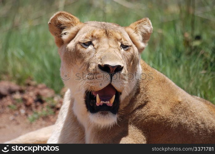 Lioness