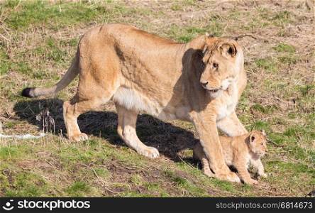 Lioness and cubs, exploring their surroundings in the winter