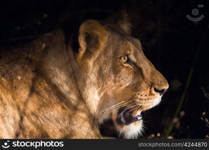 Lioness at night near Kruger National Park