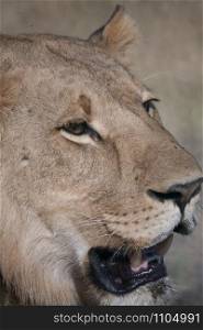 Lioness, Chobe national park reserve, Botswana