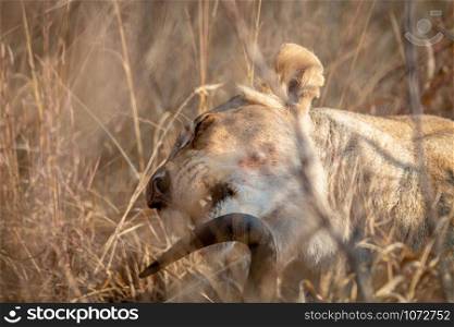 Lioness feeding on a Blue wildebeest in the Welgevonden game reserve, South Africa.