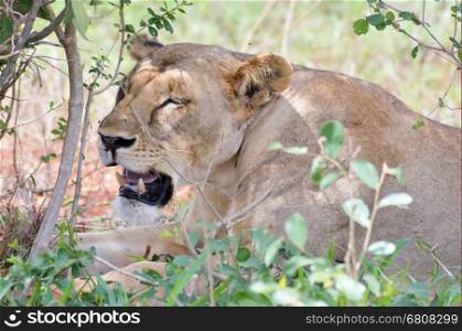 Lioness head lying under a tree . Lioness head lying under a tree in tsavos park in Kenya
