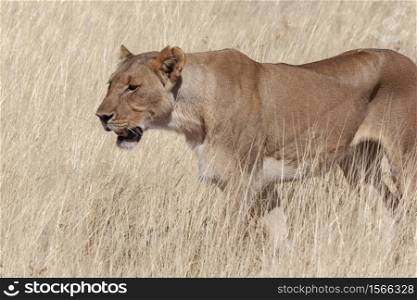 Lioness hunting (Panthera leo) in Etosha National Park in Namibia, Africa.