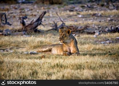 lioness in etosha national park namibia africa