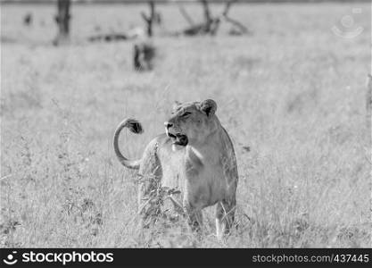 Lioness in the high grass in black and white in the Chobe National Park, Botswana.