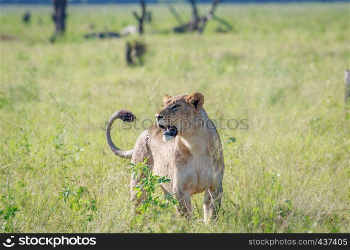 Lioness in the high grass in the Chobe National Park, Botswana.