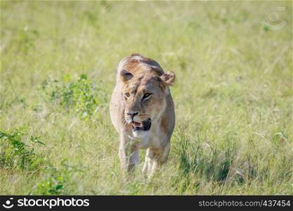 Lioness in the high grass in the Chobe National Park, Botswana.
