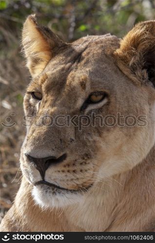 Lioness in the Savuti region of Botswana, Africa.
