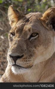 Lioness in the Savuti region of Botswana, Africa.