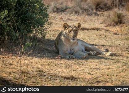 Lioness laying under a bush in the shade in the Welgevonden game reserve, South Africa.