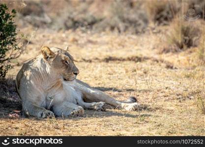 Lioness laying under a bush in the Welgevonden game reserve, South Africa.