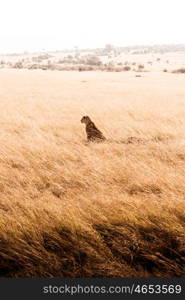 Lioness lurking